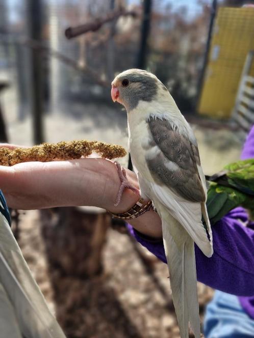 Kakariki's, Dieren en Toebehoren, Vogels | Parkieten en Papegaaien, Parkiet, Meerdere dieren, Tam