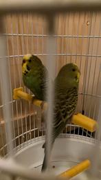 Jonge grasparkieten groen, Dieren en Toebehoren, Vogels | Parkieten en Papegaaien, Meerdere dieren, Parkiet
