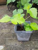 Vijgenboom, Lente, Volle zon, Ophalen of Verzenden, Vijgenboom