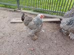 Brahma zilverpatrijs kuikens GEZOCHT, Dieren en Toebehoren, Pluimvee