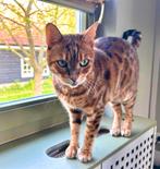 Lieve Bengaalse kat zoekt nieuw thuis met tuin, Dieren en Toebehoren, Kater, Gechipt