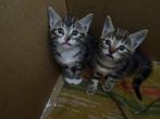 poesjes, Dieren en Toebehoren, Meerdere dieren, Kortharig, 0 tot 2 jaar