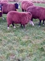 4 zwartbles ooien te koop, Dieren en Toebehoren, Vrouwelijk, Schaap, 0 tot 2 jaar