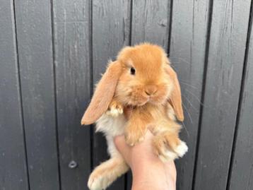 Jonge gecastreerde Franse Hangoor rammen - BramsRabbits beschikbaar voor biedingen