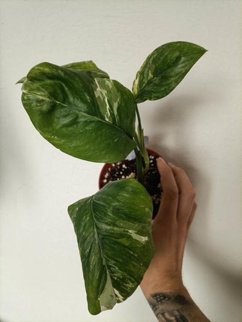 Monstera lechleriana variegata, Huis en Inrichting, Kamerplanten, Overige soorten, Minder dan 100 cm, Ophalen of Verzenden