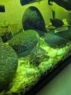 2 baby muskusschildpad met toebehoren, Dieren en Toebehoren, 0 tot 2 jaar