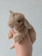 2 knappe NHD Koppeltjes, Dieren en Toebehoren, Konijnen, Meerdere dieren, Klein, Hangoor, 0 tot 2 jaar