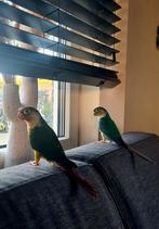 2 tamme pyrrhura inclusief kooi en accessoires, Dieren en Toebehoren, Vogels | Parkieten en Papegaaien