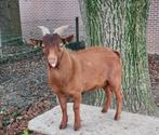Te koop camelkleurige jonge dwerggeit bok, Dieren en Toebehoren, Schapen, Geiten en Varkens, Mannelijk, Geit