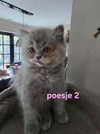 5 prachtige gezonde brits langhaar kittens, Meerdere dieren, Gechipt, 0 tot 2 jaar