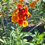 Muurbloem Engels vuur, Ophalen of Verzenden, Zaad