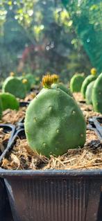 Opuntia Humifusa (Winterharde Vijg cactus), Tuin en Terras, Overige soorten, Volle zon, Vaste plant, Ophalen of Verzenden