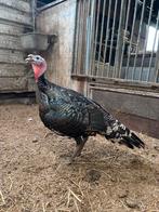 Kalkoen, Dieren en Toebehoren, Meerdere dieren, Kalkoen