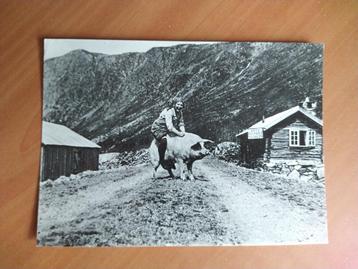 Ansichtkaart norge: seterjentens fridag. beschikbaar voor biedingen