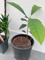 Avocado boom 15 cm., Huis en Inrichting, Kamerplanten, Minder dan 100 cm, Fruitplant, Ophalen of Verzenden, Halfschaduw