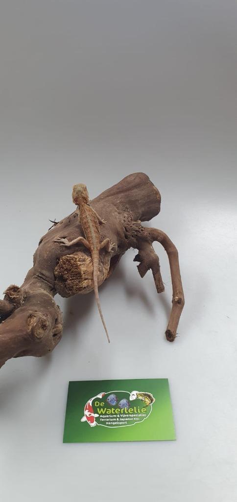 Pogona vitticeps/baardagaam (red hyppo), Dieren en Toebehoren, Reptielen en Amfibieën, Hagedis, 0 tot 2 jaar, Tam