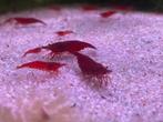 Bloody Mary garnalen, Dieren en Toebehoren, Vissen | Aquariumvissen, Kreeft, Krab of Garnaal