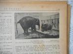 Artis. Olifantenbad. 1918., Verzenden, Voor 1920, Nederland, Knipsel(s)
