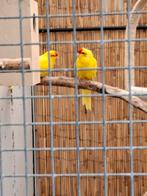 Te koop koppel kakariki, Dieren en Toebehoren, Vogels | Parkieten en Papegaaien, Meerdere dieren, Parkiet