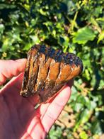 Baby mammoet noordzee kies tand ijstijd, Verzamelen, Mineralen en Fossielen, Ophalen of Verzenden, Fossiel