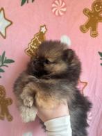 Pomeriaan pups, Dieren en Toebehoren, 8 tot 15 weken, Meerdere, Meerdere dieren, Nederland