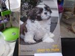 Een pup in huis, Honden, Nieuw, Ophalen of Verzenden, Ester