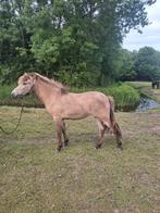 Veulens, jaarling, 2 jaar, prijs aangepast. rocky mountain, Dieren en Toebehoren, Paarden, Minder dan 160 cm, Niet van toepassing