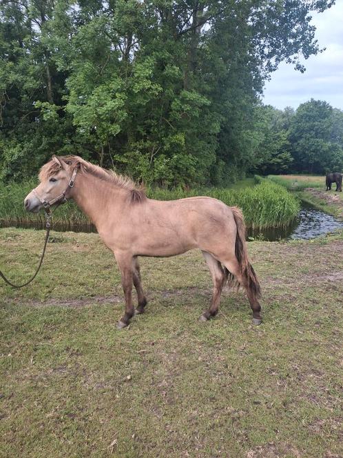 Veulens, jaarling, 2 jaar, prijs aangepast. rocky mountain, Dieren en Toebehoren, Paarden, Meerdere dieren, Niet van toepassing