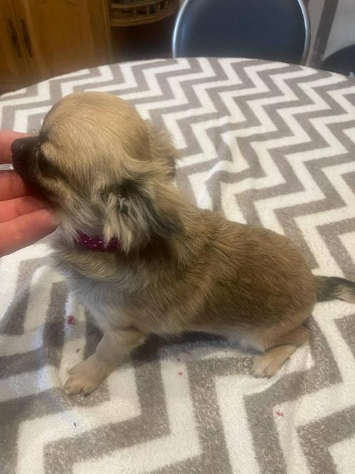 chihuahua pups zeer mooie mini kleintjes raszuiver !, Dieren en Toebehoren, Honden | Chihuahua's en Gezelschapshonden, Meerdere dieren