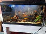 Aquarium 60 x 30 x 30  met lichtkap en verlichting, Dieren en Toebehoren, Vissen | Aquaria en Toebehoren, Ophalen, Zo goed als nieuw