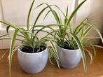 Kamerplant graslelie, Huis en Inrichting, Ophalen, Overige soorten, Minder dan 100 cm