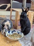 Konijnen vakantie oppas aangeboden, Dieren en Toebehoren, Konijnen