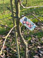 Vruchtbomen diverse, Ophalen of Verzenden, Appelboom, Lente