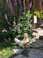 2x watermaalsebaardkriel hen, Dieren en Toebehoren, Vrouwelijk, Kip