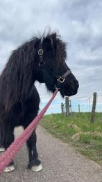 Lieve verzorg pony aan geboden duiven, Dieren en Toebehoren, Ophalen of Verzenden, Nieuw