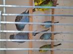Jonge grasparkieten, Dieren en Toebehoren, Vogels | Overige Vogels, Meerdere dieren