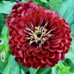 Zaden Zinnia Meteor, Verzenden, Voorjaar, Volle zon, Zaad