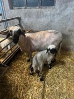 Walliser schwarznase schaap met ramlam, Dieren en Toebehoren, Vrouwelijk, Schaap