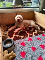 Grote werpkist te huur, Dieren en Toebehoren, Ophalen, Overige