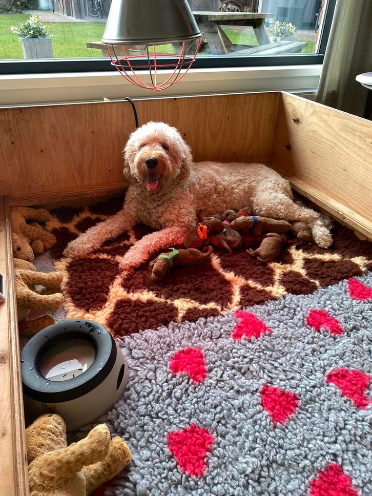 Grote werpkist met toebehoren te huur, Dieren en Toebehoren, Hondenmanden, Overige, Ophalen