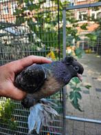 Takla miro duiven Te koop, Meerdere dieren, Overige soorten