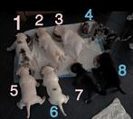 Te koop Amerikaanse stafford/ pocket bully puppy’s, Dieren en Toebehoren, Honden | Niet-rashonden, Rabiës (hondsdolheid), 8 tot 15 weken