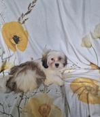 Shih Tzu, Dieren en Toebehoren, 15 weken tot 1 jaar, Overige rassen, CDV (hondenziekte), Teef