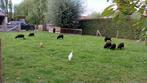 Ouessant schapen, Dieren en Toebehoren, Stalling en Weidegang