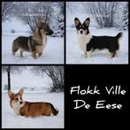 Gezocht: Beeldjes voor in de (snuffel)tuin, Ophalen, Gebruikt, Overige typen