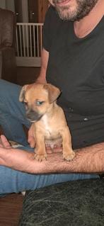 Jack russel pups te koop.. Nog twee teefjes één reutje!, Dieren en Toebehoren, Honden | Jack Russells en Terriërs, Rabiës (hondsdolheid)
