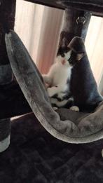 Kittens bieden, Dieren en Toebehoren, Katten en Kittens | Overige Katten