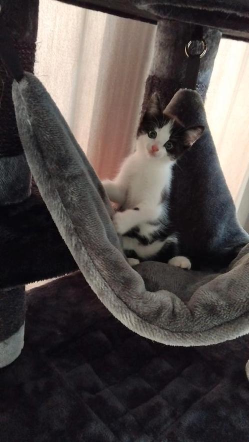 Kittens bieden, Dieren en Toebehoren, Katten en Kittens | Overige Katten