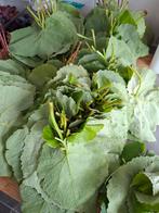 Verse Druivenbladeren wijnbladeren sarma dolma, Ophalen, Zomer, Eenjarig, Volle zon
