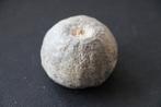 Fossiel zee-egel wereld, Verzamelen, Mineralen en Fossielen, Ophalen of Verzenden, Fossiel